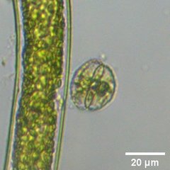 Desmidiaceae
