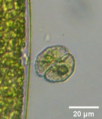 Desmidiaceae