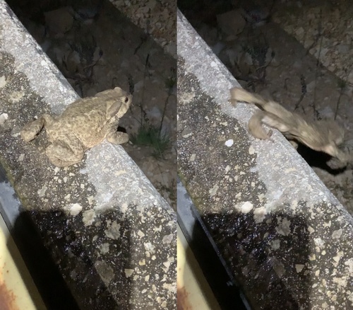 Common Toad, Bufo spinosus