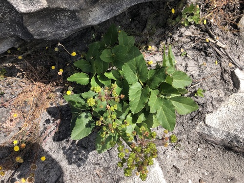 Image of Knowltonia vesicatoria by (c) Caroline Voget, some rights reserved (CC BY)
