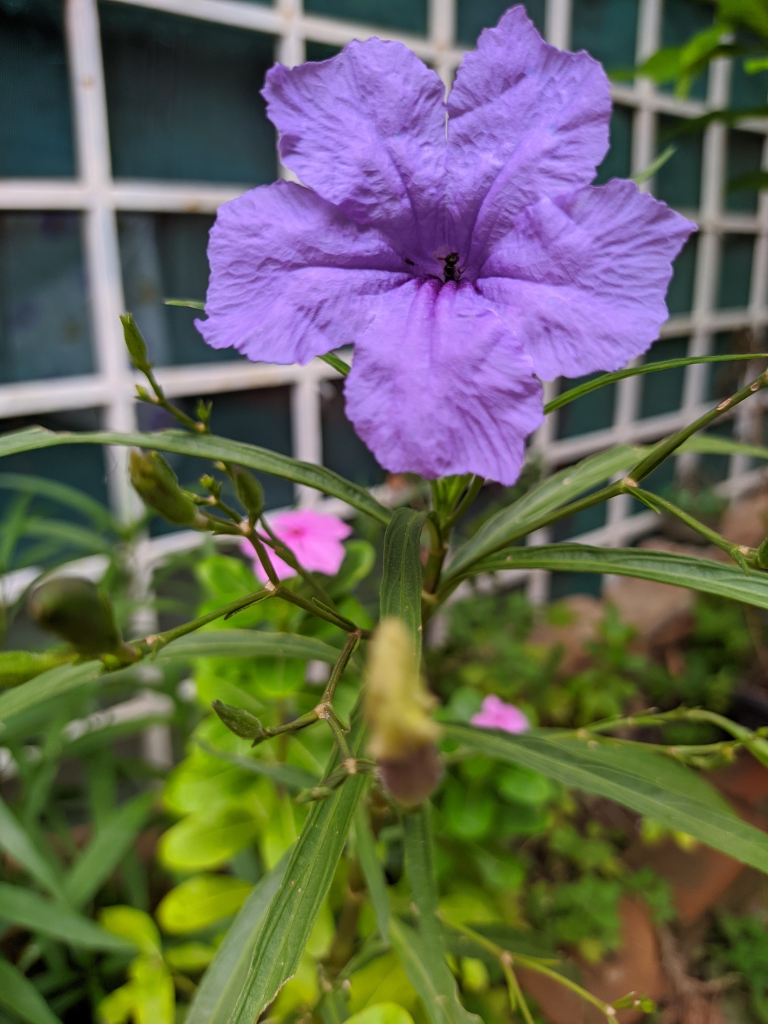 Ruellia simplex