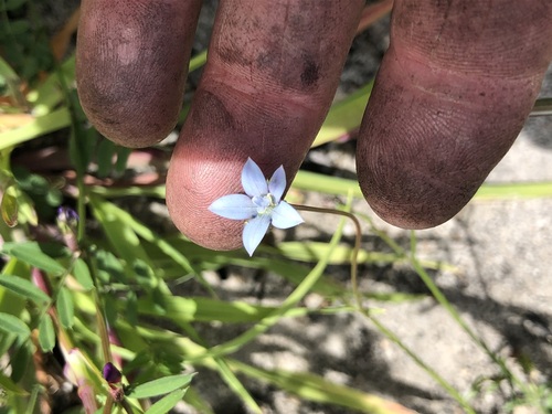 Image of Wahlenbergia cernua by (c) Caroline Voget, some rights reserved (CC BY)