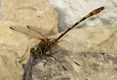 Progomphus alachuensis