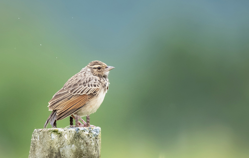 Indochinese Bush Lark (Plocealauda erythrocephala), photo 9