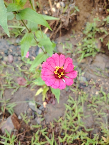 Zinnia elegans