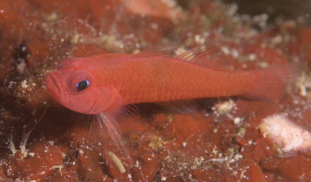 Trimma sanguinellum