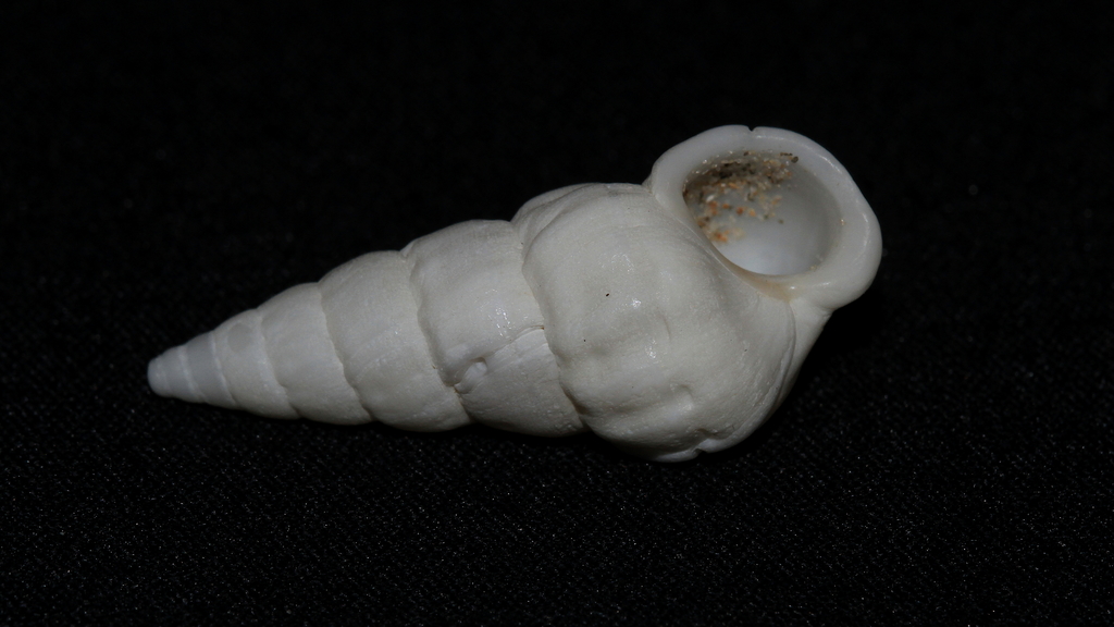Opalia granosa