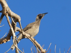 Philemon buceroides