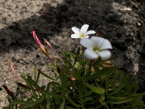 Image of Oxalis versicolor by (c) Caroline Voget, some rights reserved (CC BY)