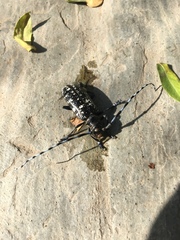 Anoplophora glabripennis