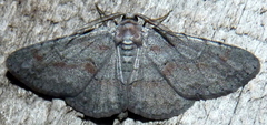Iridopsis vellivolata