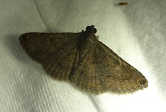 Toxonprucha pardalis