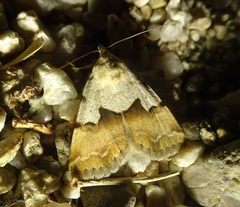 Bandelia angulata