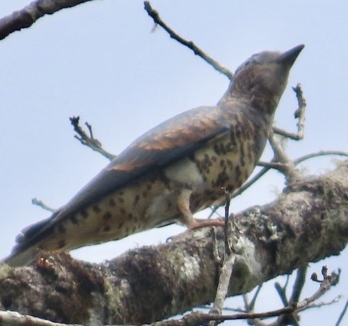 Cuckoo-roller (Leptosomus discolor), photo 5