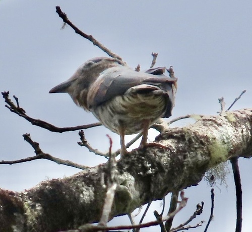 Cuckoo-roller (Leptosomus discolor), photo 6