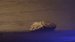 Elophila icciusalis