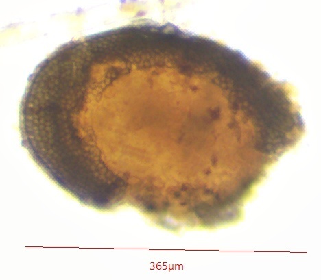 Plumatellidae
