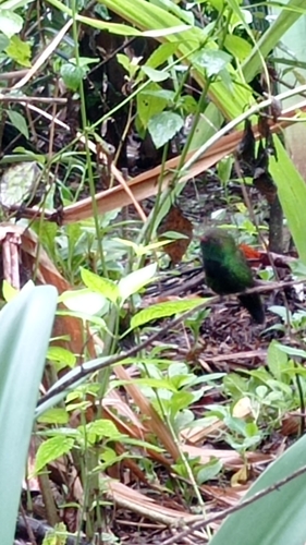 Hispaniolan Emerald (Riccordia swainsonii), photo 8