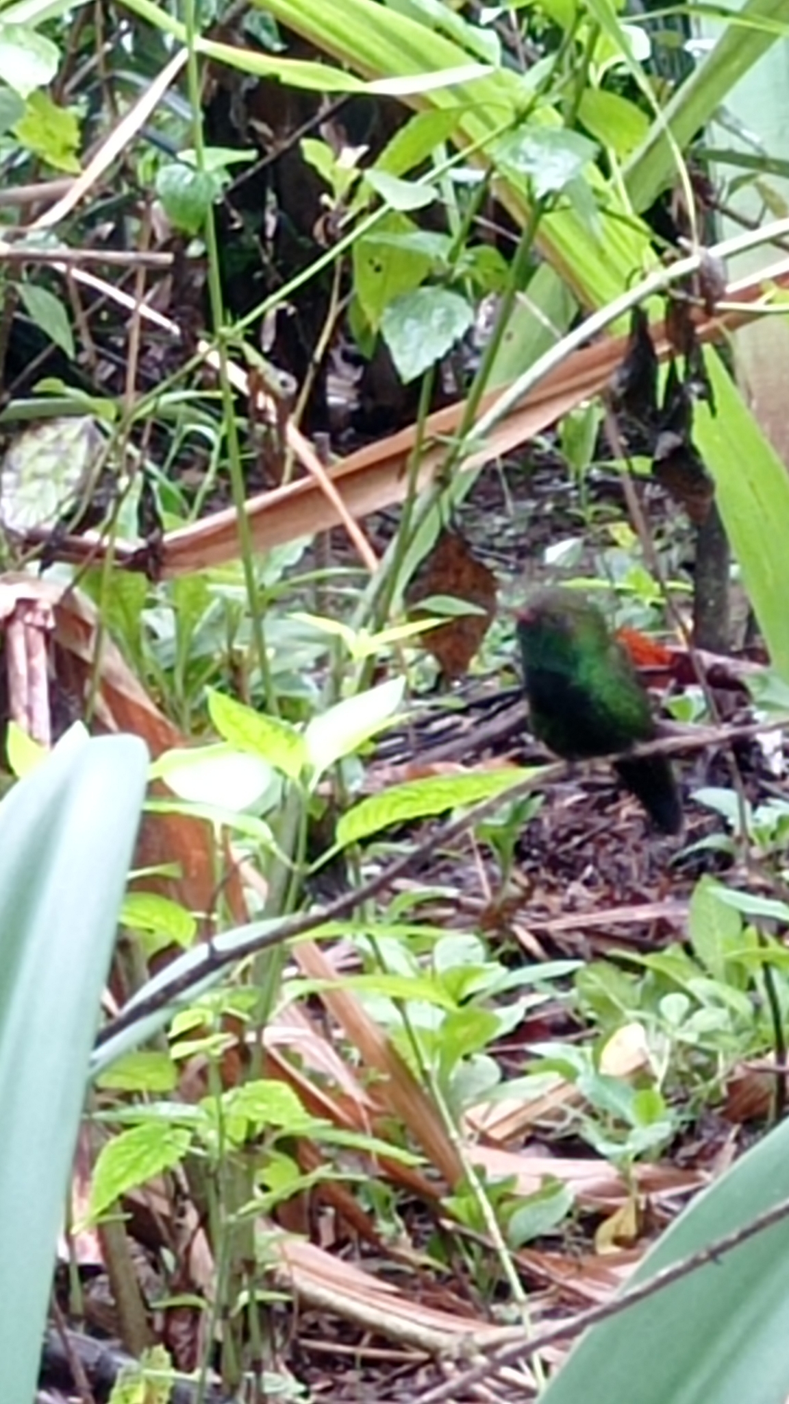 Hispaniolan Emerald (Riccordia swainsonii), photo 9