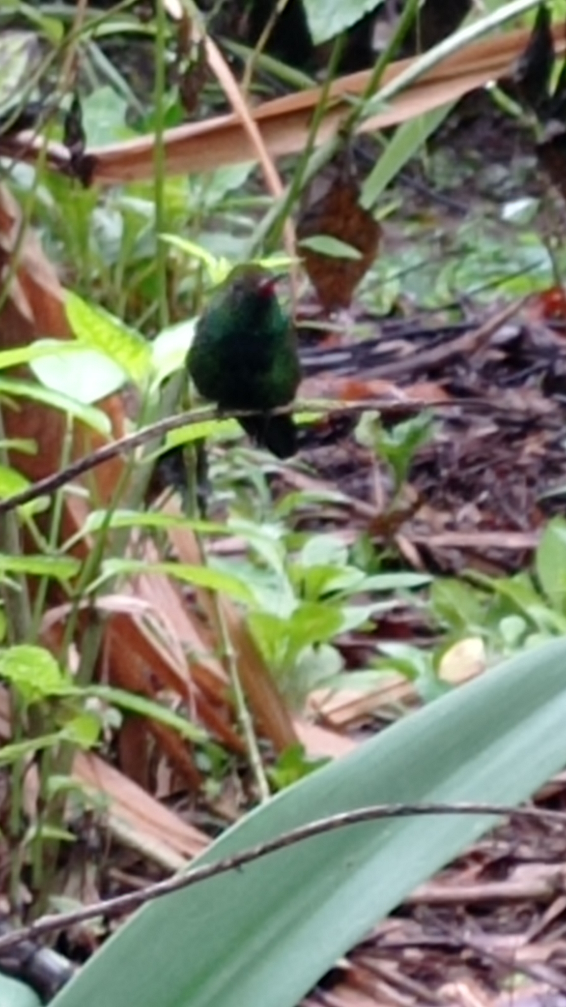 Hispaniolan Emerald (Riccordia swainsonii), photo 10