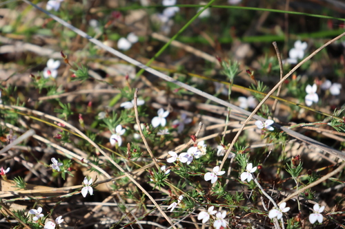 Image of Stylidium repens by (c) Cait, some rights reserved (CC BY)