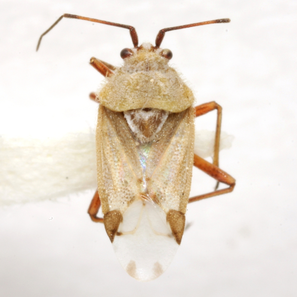 Clivinema detectum
