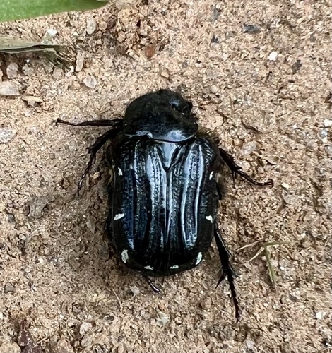 Heterophana
