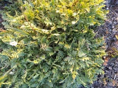 Geum glaciale