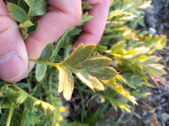 Geum glaciale