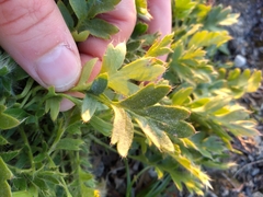 Geum glaciale