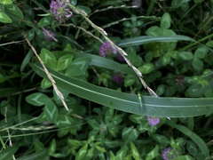 Chrysoperla nipponensis