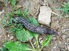 Limax maximus
