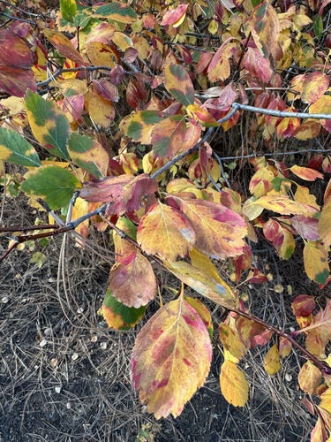 Black Hawthorn foliage