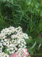 Eristalis obscura