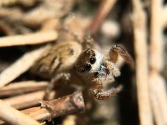 Habronattus