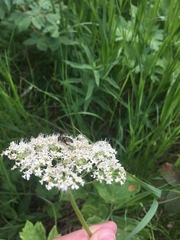 Eristalis obscura