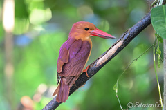 Ruddy Kingfisher photo 1