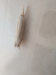 Metacrambus carectellus