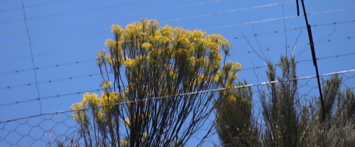 Image of Euryops tenuissimus by (c) Tony Rebelo, some rights reserved (CC BY-SA)