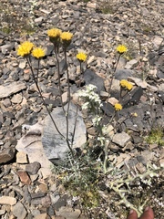 Hymenopappus filifolius nanus