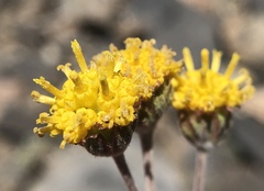 Hymenopappus filifolius nanus
