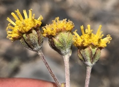 Hymenopappus filifolius nanus