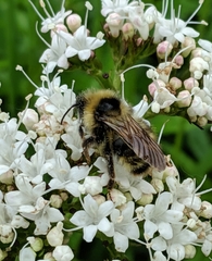 Bombus flavidus flavidus