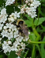 Bombus flavidus flavidus