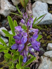 Lupinus arcticus