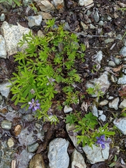 Lupinus arcticus