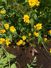 Arnica longifolia