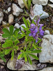 Lupinus arcticus