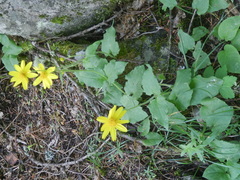 Arnica ovata