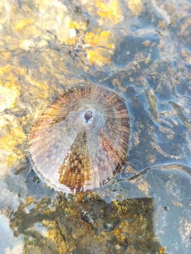 Rayed Limpet